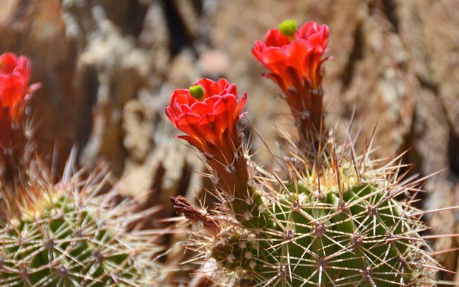 Scarlet Hedgehog Cactus blooms from March to June. This is a native perennial cactus that grows up to 16 inches or so. Echinocereus coccineus 